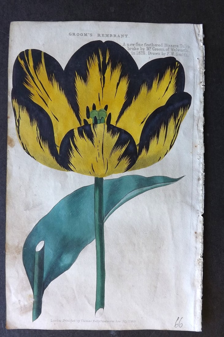 McIntosh, Charles 1832 Hand Col Botanical Print. Tulip - Groom's Rembrandt (1 of 1)