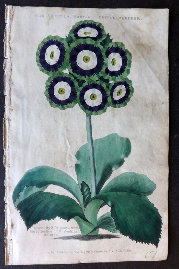 McIntosh, Charles 1832 Hand Col Botanical Print. Auricula Harris, Prince Blucher (1 of 1)
