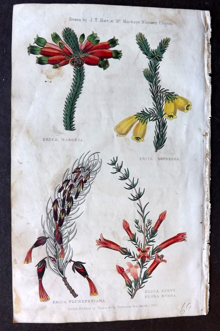 McIntosh, Charles 1832 Hand Col Botanical Print. Erica Masonia, Depressa, Plurenetiana, Curve: Hand Colored Etching/Engraving Published 1830-32, London for "The Practical Gardener, and Modern Horticulturist" by Charles McIntosh. Paper Size: 8.5 x 5 inch (22 x 13cm) Some toning/staining