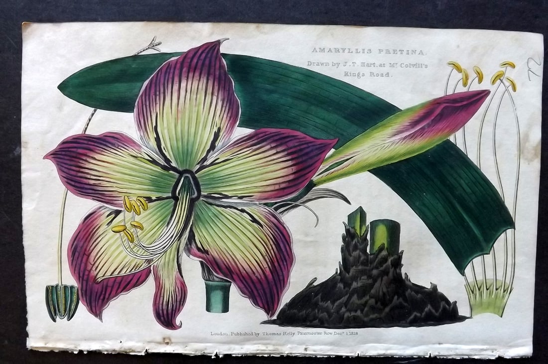 McIntosh, Charles 1832 Hand Col Botanical Print. Amaryllis Pretina (1 of 1)