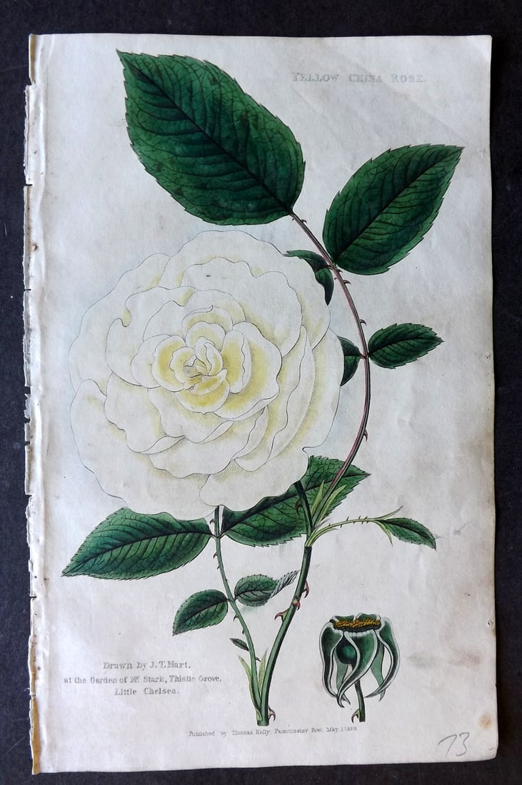 McIntosh, Charles 1832 Hand Col Botanical Print. Yellow China Rose (1 of 1)