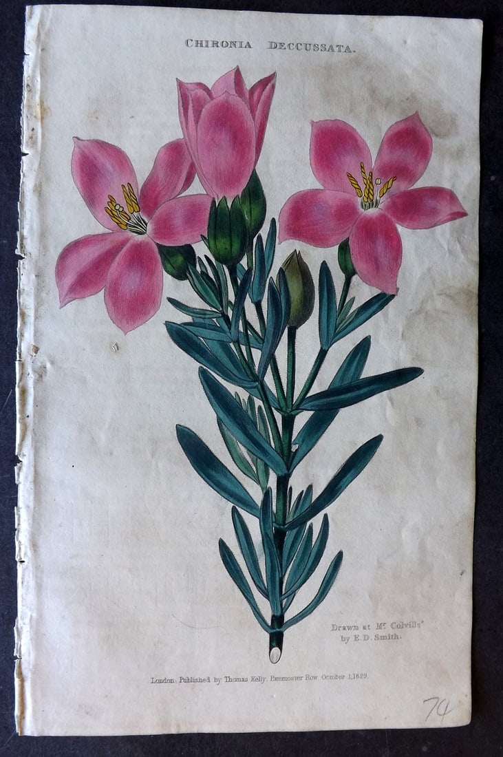 McIntosh, Charles 1832 Hand Col Botanical Print. Chironia Deccussata: Hand Colored Etching/Engraving Published 1830-32, London for "The Practical Gardener, and Modern Horticulturist" by Charles McIntosh. Paper Size: 8.5 x 5 inch (22 x 13cm) Minor toning, otherwise Good 