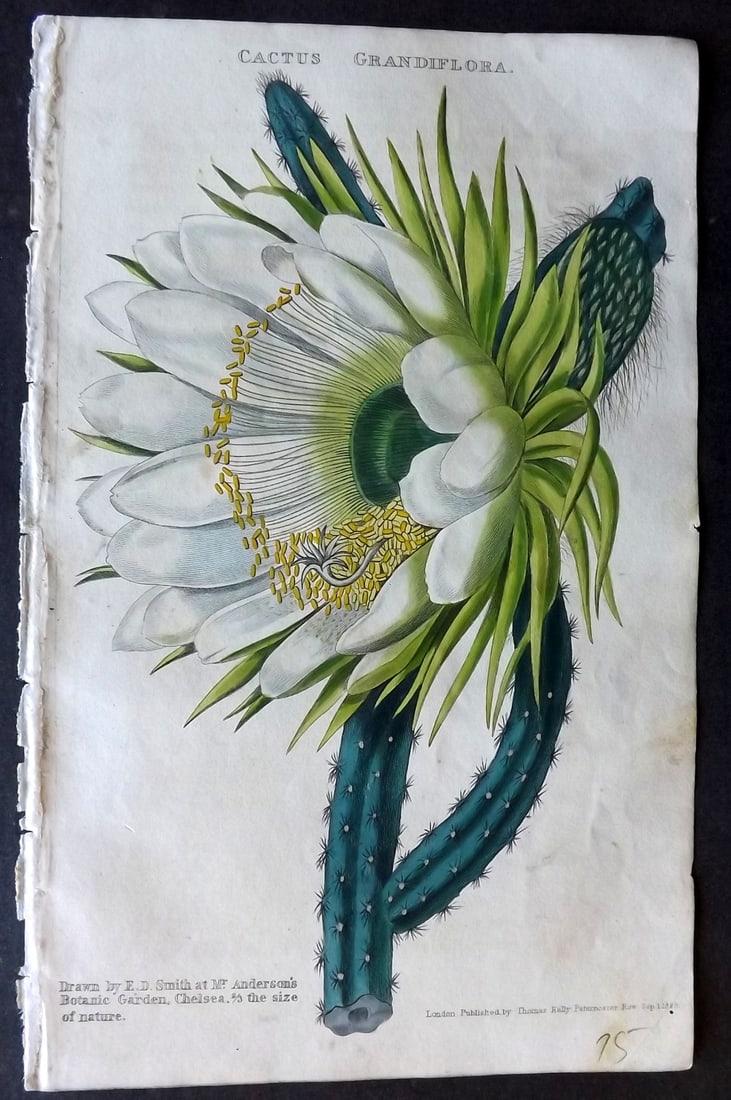 McIntosh, Charles 1832 Hand Col Botanical Print. Cactus Grandiflora (1 of 1)