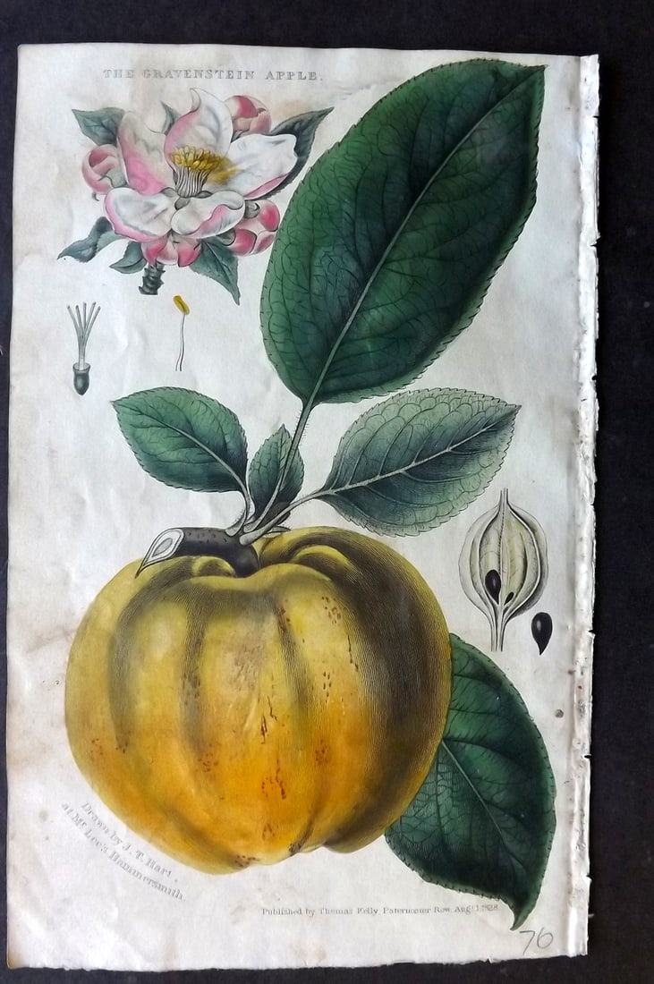 McIntosh, Charles 1832 Hand Col Fruit Print. Gravenstein Apple (1 of 1)