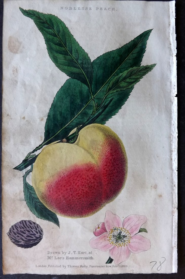 McIntosh, Charles 1832 Hand Col Fruit Print. Noblesse Peach (1 of 1)