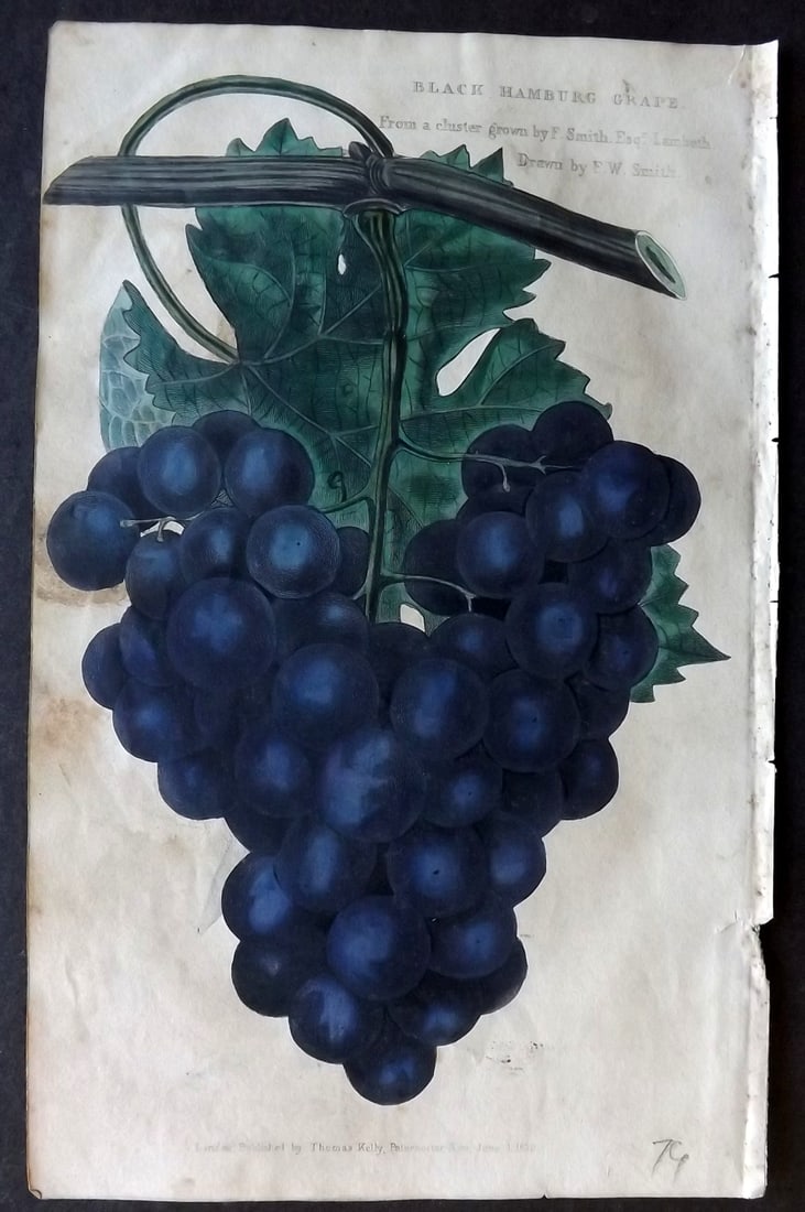 McIntosh, Charles 1832 Hand Col Fruit Print. Black Hamburg Grape (1 of 1)