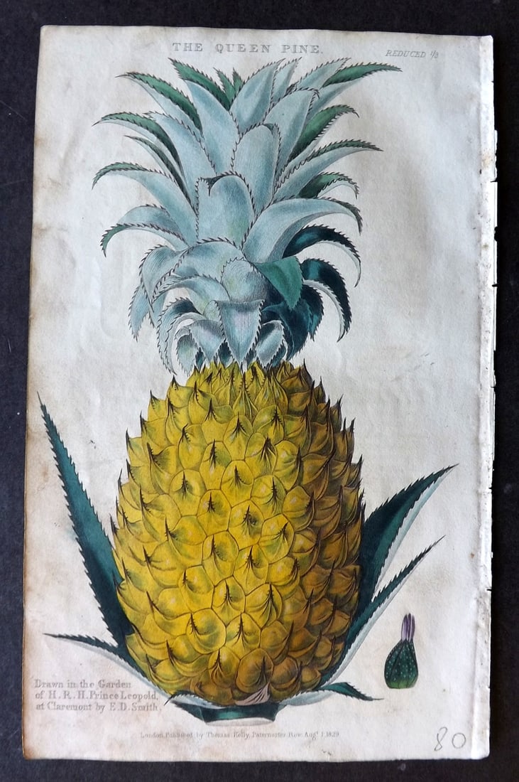 McIntosh, Charles 1832 Hand Col Fruit Print. Queen Pine Pineapple (1 of 1)