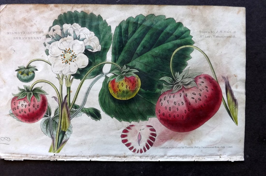 McIntosh, Charles 1832 Hand Col Fruit Print. Strawberry (1 of 1)