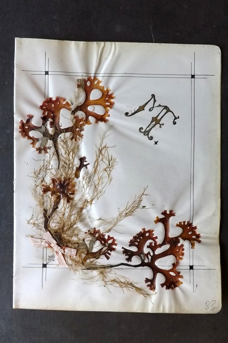 Pressed Seaweed C1910 Well preserved Sample with decoration. British Herbarium (1 of 1)