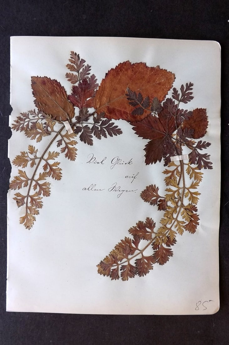 Pressed Flower C1910 Well preserved, British/Europe Herbarium (1 of 1)
