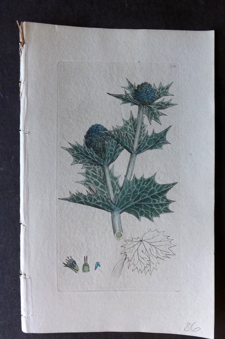 Sowerby, James C1800 Hand Col Botanical Print. Sea Eryugo 718 (1 of 1)