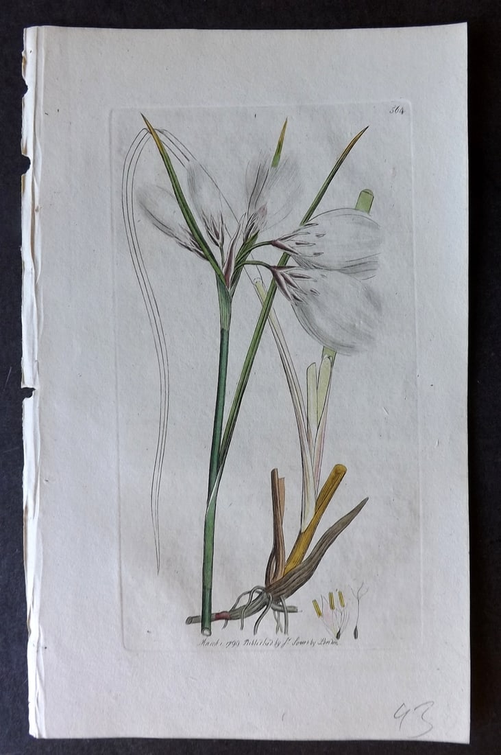 Sowerby, James C1800 Hand Col Botanical Print. Common Cotton Grass 564: Hand Colored Copper Plate Published London, 1790-1814 for "English Botany; or, Coloured Figures of British Plants..." First Edition by James Sowerby. With accompanying descriptive text. Paper Size: 9 