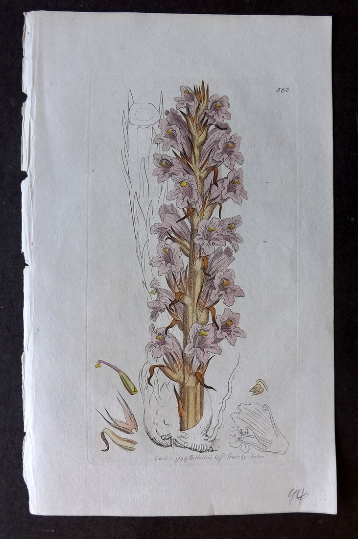 Sowerby, James C1800 Hand Col Botanical Print. Tall Broom Rape 568 (1 of 1)