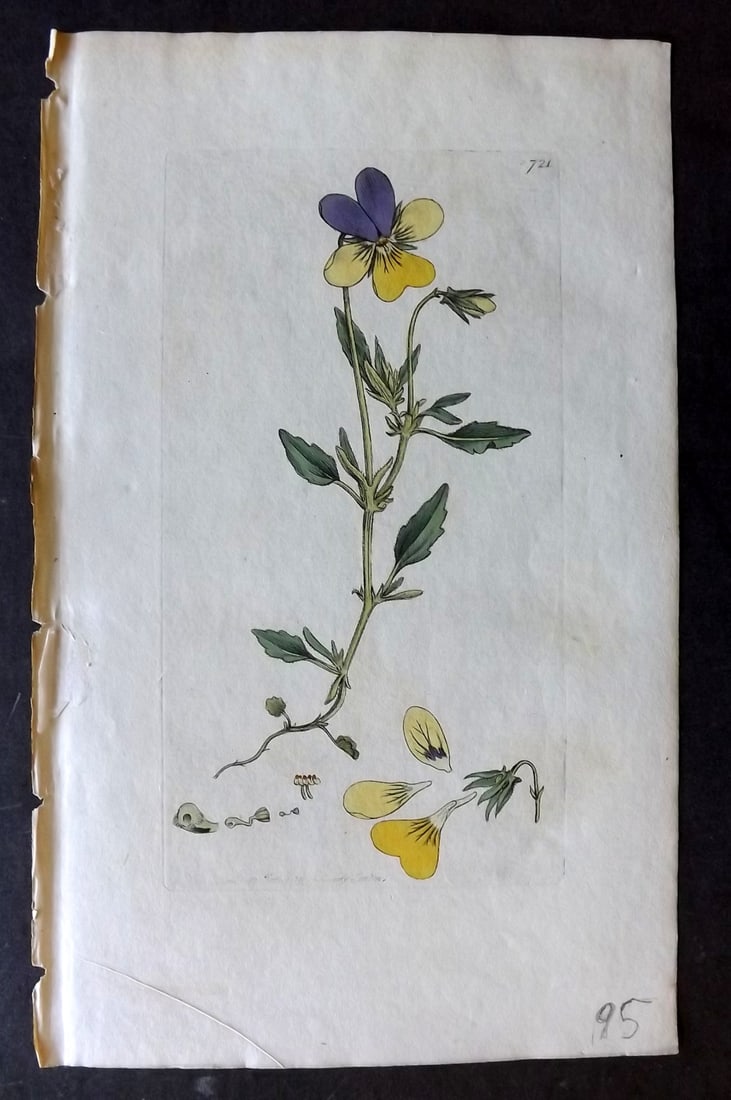 Sowerby, James C1800 Hand Col Botanical Print. Yellow Mountain Pansy 721 (1 of 1)