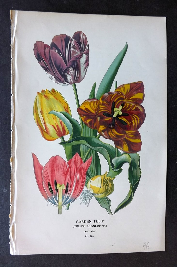 Step, Edward 1897 Botanical Print. Garden Tulip 284 (1 of 1)