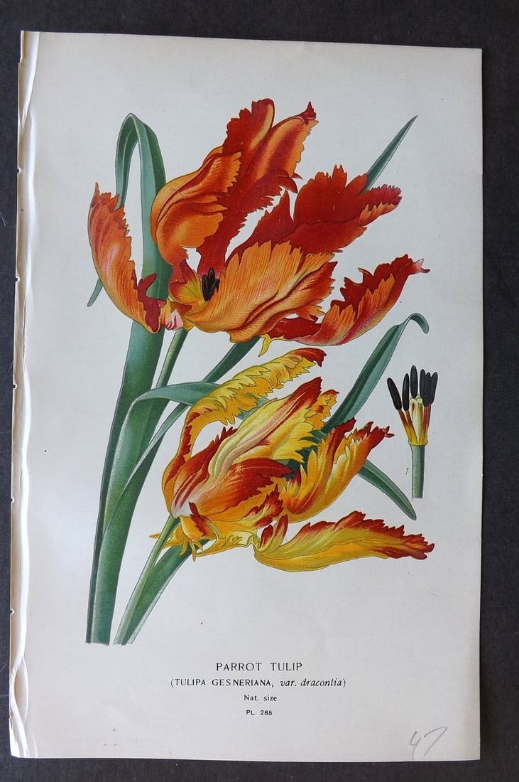 Step, Edward 1897 Botanical Print. Parrot Tulip 285: Chromolithographs Published 1896-97 by Frederick Warne & Co., London for "Favourite Flowers of Garden and Greenhouse" by Edward Step and William Watson. Paper Size: 9.5 x 6 inch (24 x 15cm) Good Condi