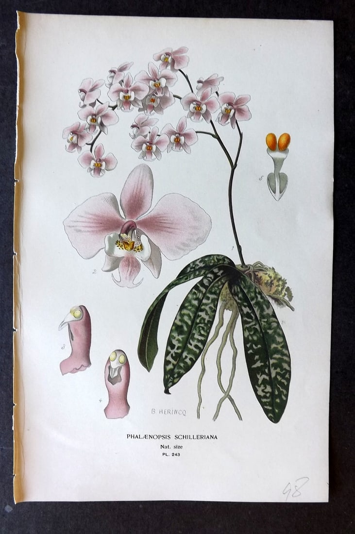 Step, Edward 1897 Botanical Print. Orchid - Phalaenopsis Schilleriana 243: Chromolithographs Published 1896-97 by Frederick Warne & Co., London for "Favourite Flowers of Garden and Greenhouse" by Edward Step and William Watson. Paper Size: 9.5 x 6 inch (24 x 15cm) Good Condi