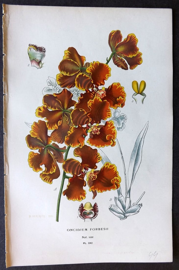 Step, Edward 1897 Botanical Print. Orchid - Oncidium Forbesii 242 (1 of 1)