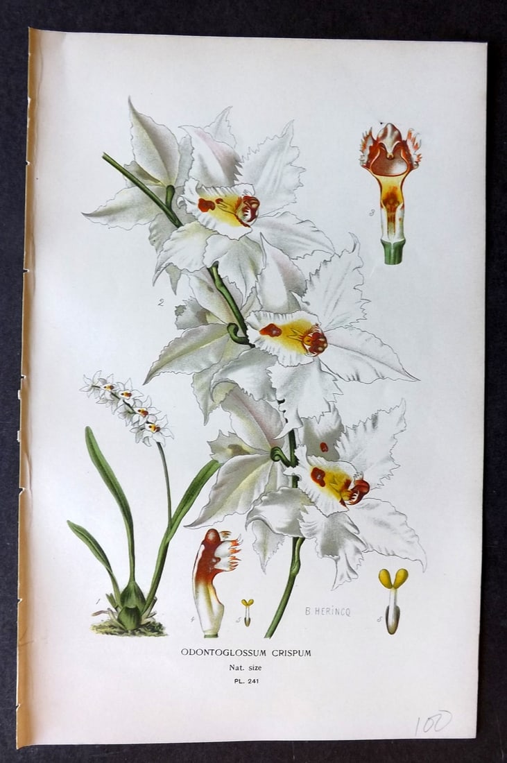 Step, Edward 1897 Botanical Print. Orchid - Odontoglossum Crispum 241: Chromolithographs Published 1896-97 by Frederick Warne & Co., London for "Favourite Flowers of Garden and Greenhouse" by Edward Step and William Watson. Paper Size: 9.5 x 6 inch (24 x 15cm) Good Condi