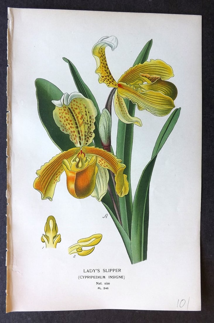 Step, Edward 1897 Botanical Print. Orchid - Lady's Slipper 246 (1 of 1)