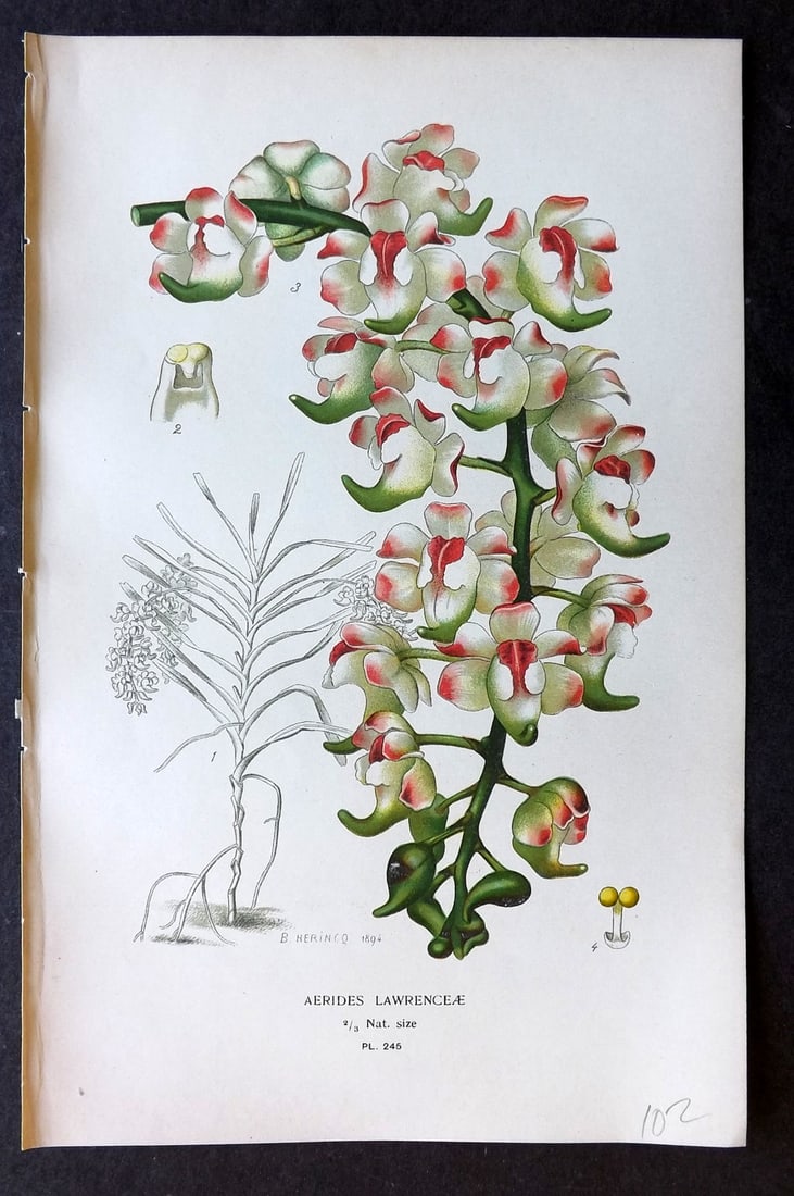 Step, Edward 1897 Botanical Print. Orchid - Aerides Lawrence 245: Chromolithographs Published 1896-97 by Frederick Warne & Co., London for "Favourite Flowers of Garden and Greenhouse" by Edward Step and William Watson. Paper Size: 9.5 x 6 inch (24 x 15cm) Good Condi