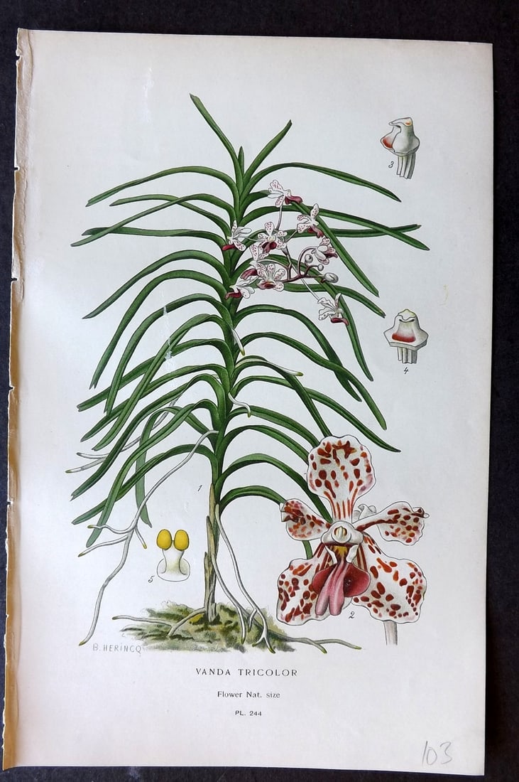 Step, Edward 1897 Botanical Print. Orchid - Vanda Tricolor 244: Chromolithographs Published 1896-97 by Frederick Warne & Co., London for "Favourite Flowers of Garden and Greenhouse" by Edward Step and William Watson. Paper Size: 9.5 x 6 inch (24 x 15cm) Good Condi