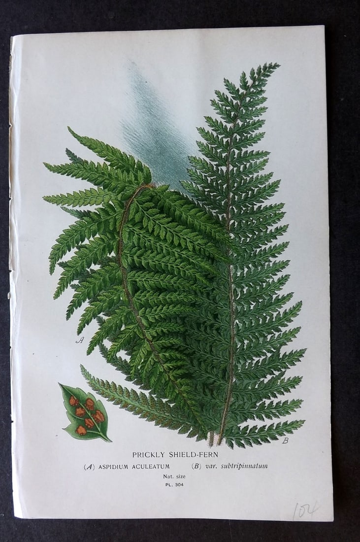 Step, Edward 1897 Botanical Print. Pickly Shield-Fern 304: Chromolithographs Published 1896-97 by Frederick Warne & Co., London for "Favourite Flowers of Garden and Greenhouse" by Edward Step and William Watson. Paper Size: 9.5 x 6 inch (24 x 15cm) Good Condi