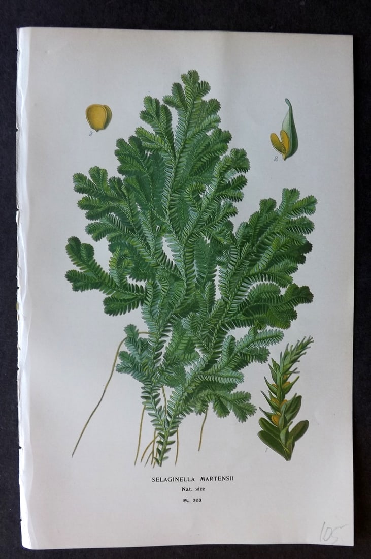 Step, Edward 1897 Botanical Print. Selaginella Martensii 303: Chromolithographs Published 1896-97 by Frederick Warne & Co., London for "Favourite Flowers of Garden and Greenhouse" by Edward Step and William Watson. Paper Size: 9.5 x 6 inch (24 x 15cm) Good Condi