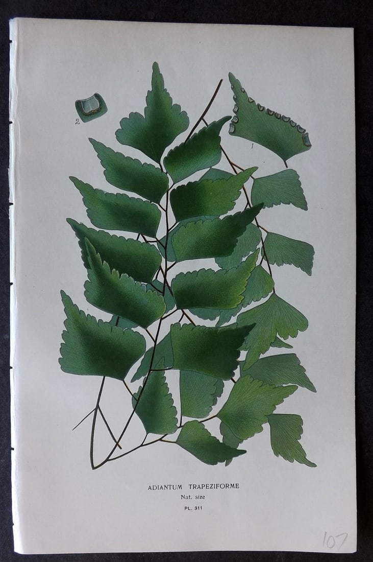 Step, Edward 1897 Botanical Print. Adiantum Trapeziforme 311: Chromolithographs Published 1896-97 by Frederick Warne & Co., London for "Favourite Flowers of Garden and Greenhouse" by Edward Step and William Watson. Paper Size: 9.5 x 6 inch (24 x 15cm) Good Condi