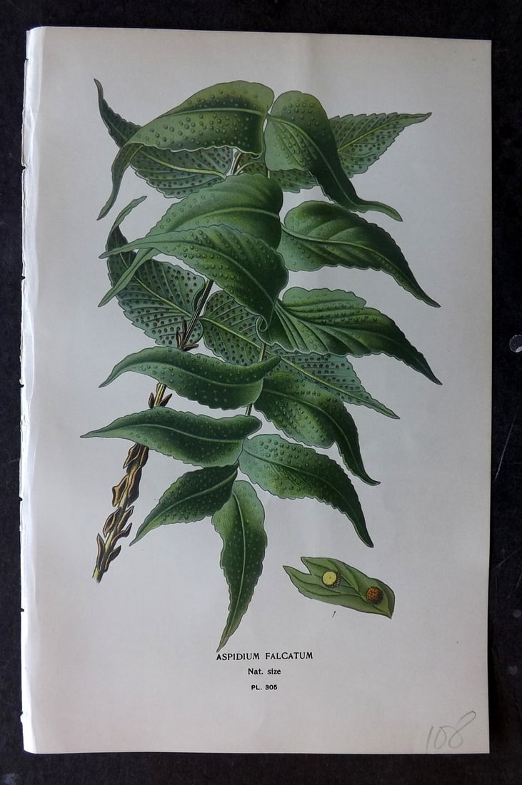 Step, Edward 1897 Botanical Print. Aspidium Falcatum 305: Chromolithographs Published 1896-97 by Frederick Warne & Co., London for "Favourite Flowers of Garden and Greenhouse" by Edward Step and William Watson. Paper Size: 9.5 x 6 inch (24 x 15cm) Good Condi