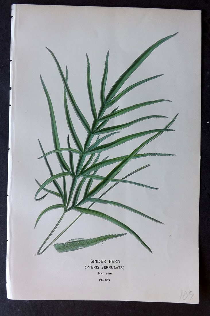 Step, Edward 1897 Botanical Print. Spider Fern 309: Chromolithographs Published 1896-97 by Frederick Warne & Co., London for "Favourite Flowers of Garden and Greenhouse" by Edward Step and William Watson. Paper Size: 9.5 x 6 inch (24 x 15cm) Good Condi