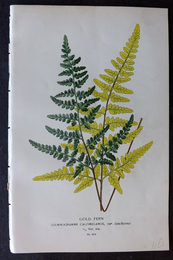 Step, Edward 1897 Botanical Print. Gold Fern 312: Chromolithographs Published 1896-97 by Frederick Warne & Co., London for "Favourite Flowers of Garden and Greenhouse" by Edward Step and William Watson. Paper Size: 9.5 x 6 inch (24 x 15cm) Good Condi