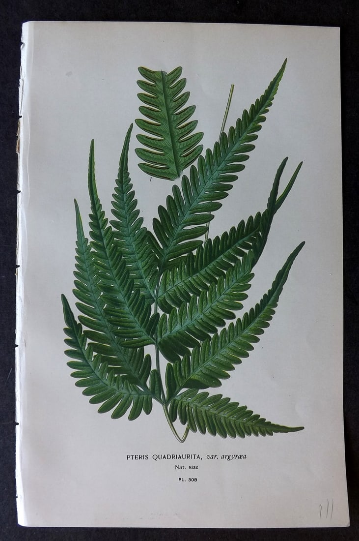 Step, Edward 1897 Botanical Print. Pteris Quadriaurita 308: Chromolithographs Published 1896-97 by Frederick Warne & Co., London for "Favourite Flowers of Garden and Greenhouse" by Edward Step and William Watson. Paper Size: 9.5 x 6 inch (24 x 15cm) Good Condi