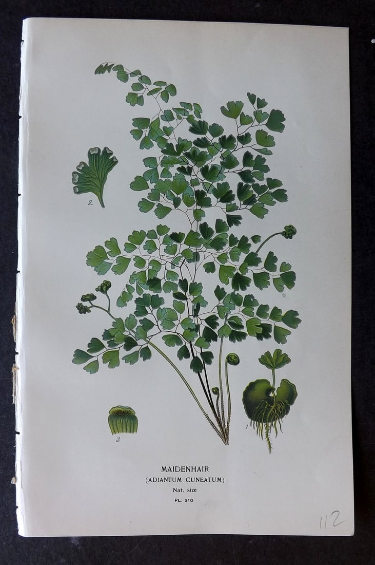 Step, Edward 1897 Botanical Print. Maidenhair 310: Chromolithographs Published 1896-97 by Frederick Warne & Co., London for "Favourite Flowers of Garden and Greenhouse" by Edward Step and William Watson. Paper Size: 9.5 x 6 inch (24 x 15cm) Good Condi