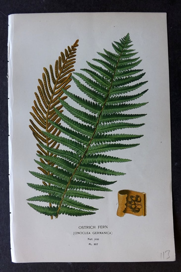 Step, Edward 1897 Botanical Print. Ostrich Fern 307: Chromolithographs Published 1896-97 by Frederick Warne & Co., London for "Favourite Flowers of Garden and Greenhouse" by Edward Step and William Watson. Paper Size: 9.5 x 6 inch (24 x 15cm) Good Condi