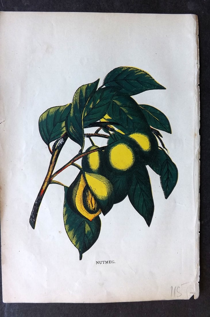 Ward, Artemas 1883 Botanical Print. Nutmeg: Colour Printed Woodblock Published 1883, Philadelphia "The Grocers' Hand-Book and Directory for 1883" by Artemas Ward. Reverse side blank. Paper Size: 8 x 5.5 inch (20 x 14cm) Good Condition
