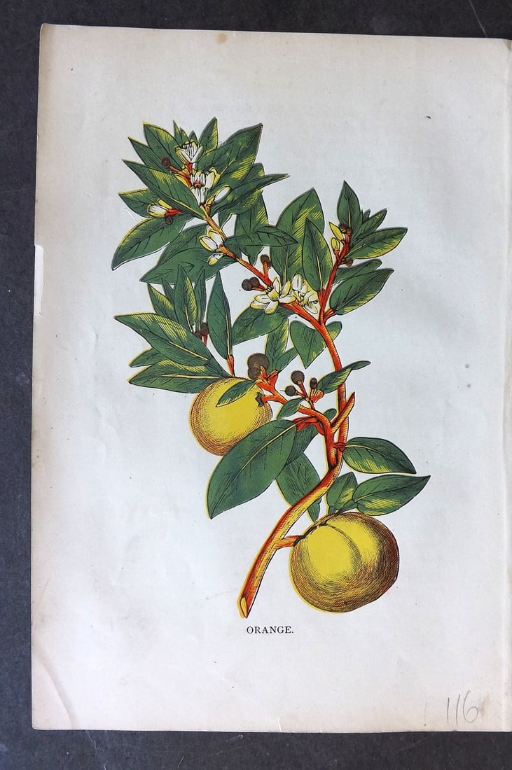 Ward, Artemas 1883 Botanical Print. Orange: Colour Printed Woodblock Published 1883, Philadelphia "The Grocers' Hand-Book and Directory for 1883" by Artemas Ward. Reverse side blank. Paper Size: 8 x 5.5 inch (20 x 14cm) Good Condition