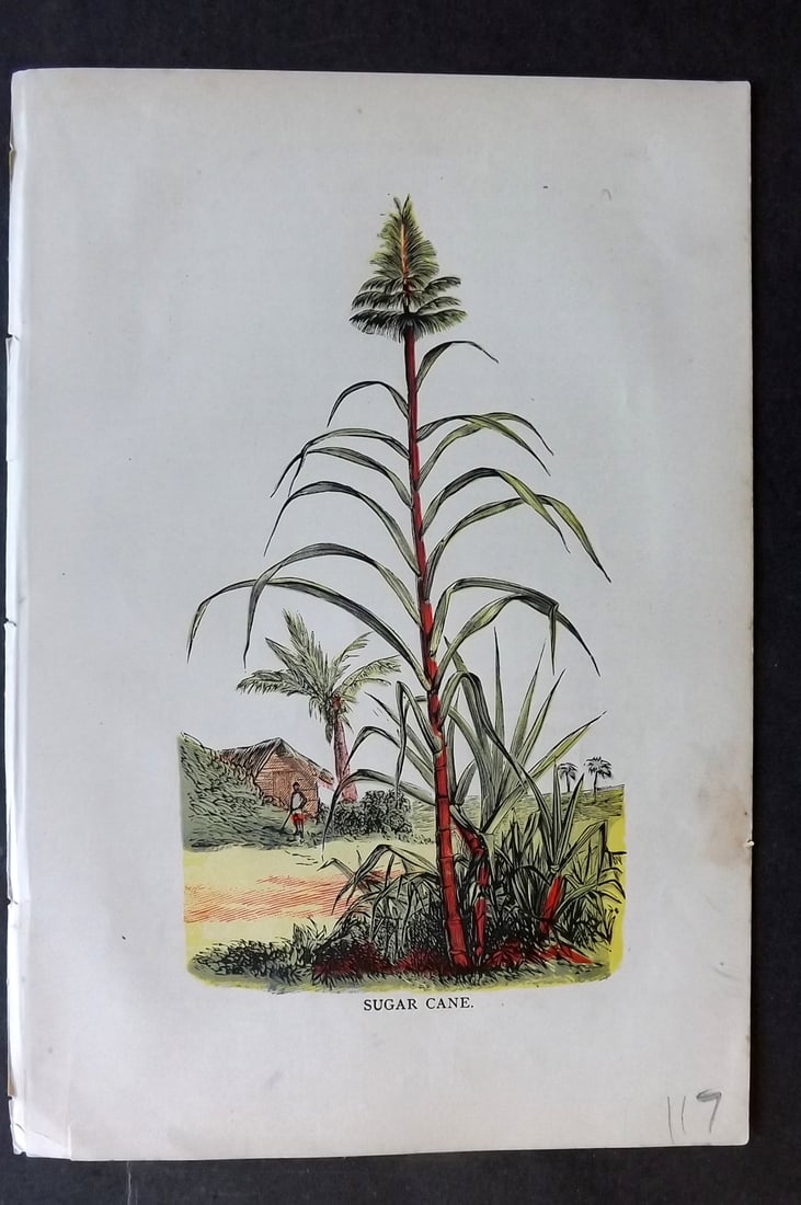 Ward, Artemas 1883 Botanical Print. Sugar Cane: Colour Printed Woodblock Published 1883, Philadelphia "The Grocers' Hand-Book and Directory for 1883" by Artemas Ward. Reverse side blank. Paper Size: 8 x 5.5 inch (20 x 14cm) Good Condition