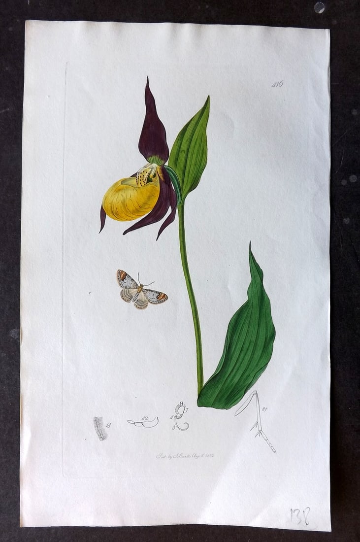 Curtis, John C1830 Hand Col Insect Botanical Print. Melanippe Blomeri & Ladies Slipper Orchid 416 (1 of 1)