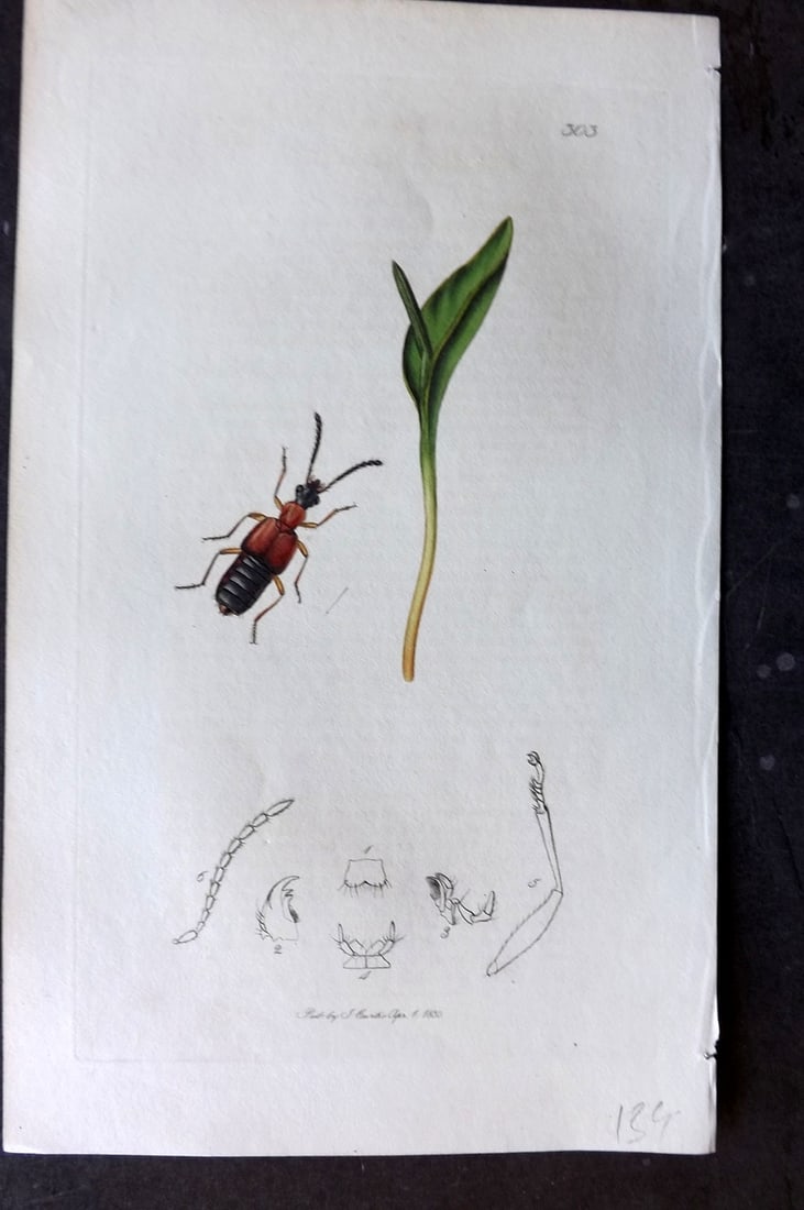 Curtis, John C1830 Hand Col Insect Botanical Print. Lesteva Leachii 303: Hand Colored Etching Published 1823-39, London for "British Entomology: Being Illustrations and Descriptions of the Genera of Insects found in Great Britain and Ireland" First Edition by John Curtis. 