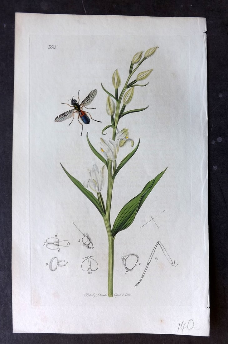 Curtis, John C1830 Hand Col Insect Botanical Print. Sargus Reaumuri 305: Hand Colored Etching Published 1823-39, London for "British Entomology: Being Illustrations and Descriptions of the Genera of Insects found in Great Britain and Ireland" First Edition by John Curtis. 