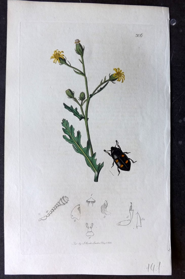 Curtis, John C1830 Hand Col Insect Botanical Print. IPS Quadripunctata 306: Hand Colored Etching Published 1823-39, London for "British Entomology: Being Illustrations and Descriptions of the Genera of Insects found in Great Britain and Ireland" First Edition by John Curtis. 
