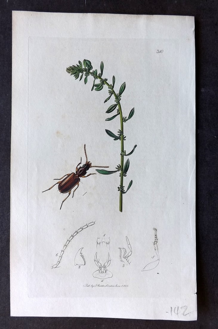 Curtis, John C1830 Hand Col Insect Botanical Print. Blemus Micros 310: Hand Colored Etching Published 1823-39, London for "British Entomology: Being Illustrations and Descriptions of the Genera of Insects found in Great Britain and Ireland" First Edition by John Curtis. 