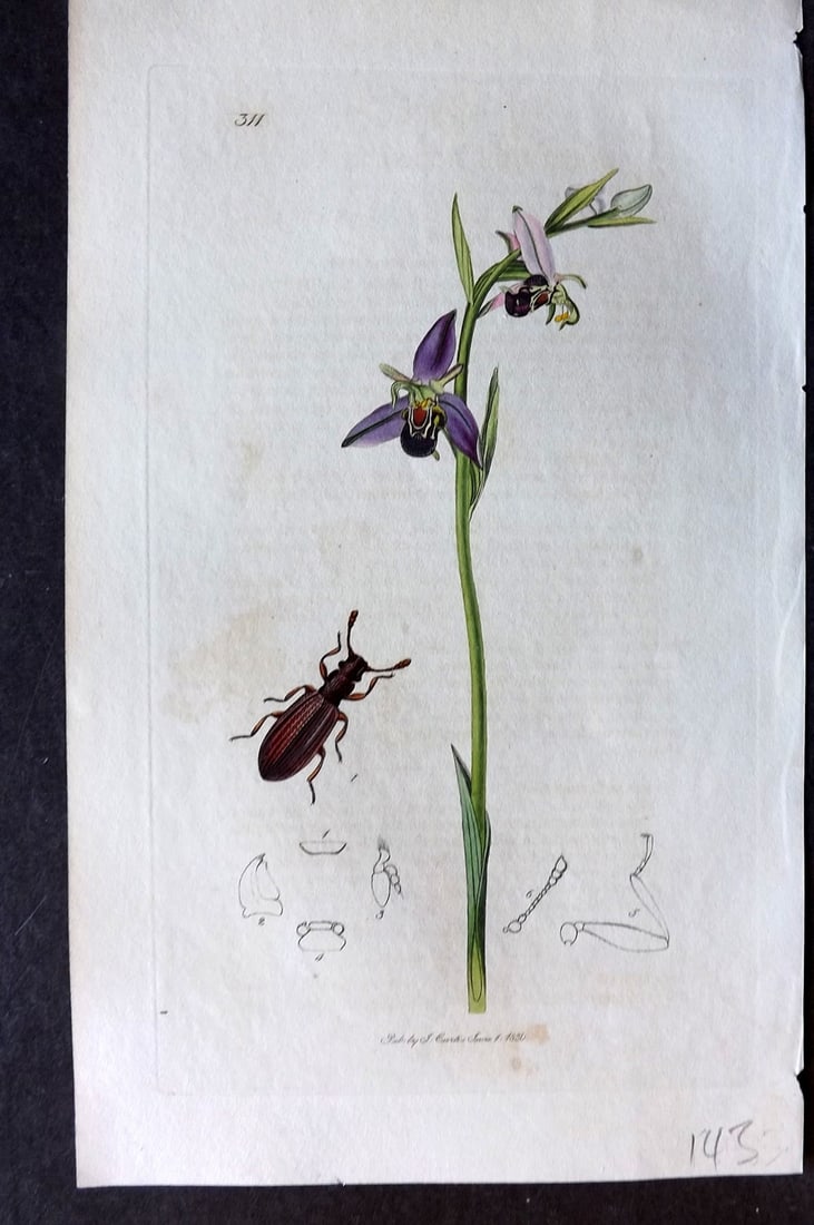 Curtis, John C1830 Hand Col Insect Botanical Print. Latridius Elongatus 311: Hand Colored Etching Published 1823-39, London for "British Entomology: Being Illustrations and Descriptions of the Genera of Insects found in Great Britain and Ireland" First Edition by John Curtis. 