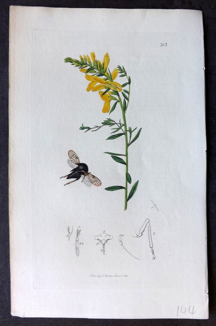 Curtis, John C1830 Hand Col Insect Botanical Print. Centrotus Genistae 313: Hand Colored Etching Published 1823-39, London for "British Entomology: Being Illustrations and Descriptions of the Genera of Insects found in Great Britain and Ireland" First Edition by John Curtis. 