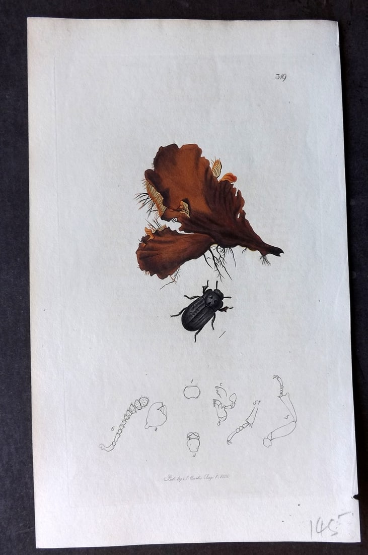 Curtis, John C1830 Hand Col Insect Botanical Print. Patrum Tibiale 319: Hand Colored Etching Published 1823-39, London for "British Entomology: Being Illustrations and Descriptions of the Genera of Insects found in Great Britain and Ireland" First Edition by John Curtis. 