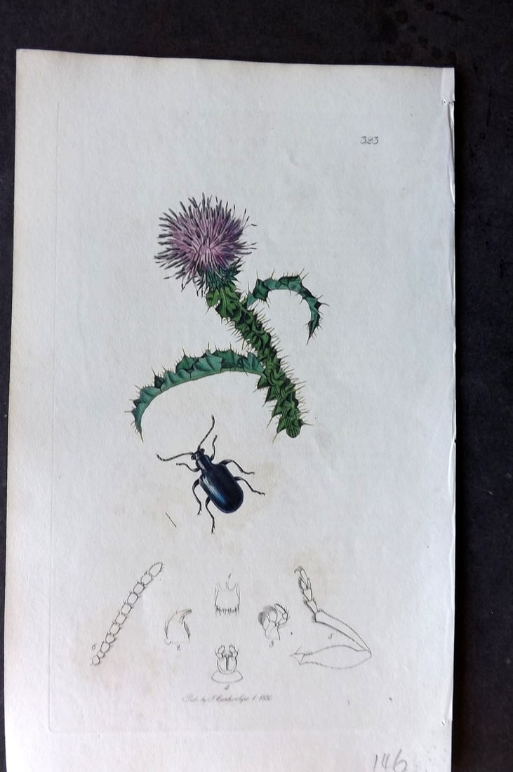 Curtis, John C1830 Hand Col Insect Botanical Print. Chioceris Puncticollis 323: Hand Colored Etching Published 1823-39, London for "British Entomology: Being Illustrations and Descriptions of the Genera of Insects found in Great Britain and Ireland" First Edition by John Curtis. 