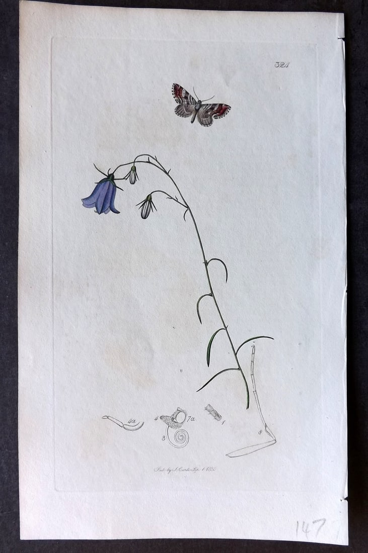 Curtis, John C1830 Hand Col Insect Botanical Print. Dyed Treble Bar Moth 324: Hand Colored Etching Published 1823-39, London for "British Entomology: Being Illustrations and Descriptions of the Genera of Insects found in Great Britain and Ireland" First Edition by John Curtis. 