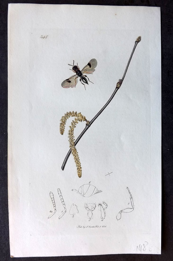 Curtis, John C1830 Hand Col Insect Botanical Print. Decatoma Cooperi 345: Hand Colored Etching Published 1823-39, London for "British Entomology: Being Illustrations and Descriptions of the Genera of Insects found in Great Britain and Ireland" First Edition by John Curtis. 