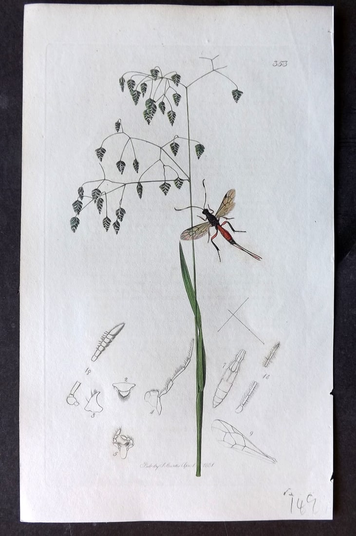 Curtis, John C1830 Hand Col Insect Botanical Print. Xylonomous Pilicornis 353: Hand Colored Etching Published 1823-39, London for "British Entomology: Being Illustrations and Descriptions of the Genera of Insects found in Great Britain and Ireland" First Edition by John Curtis. 
